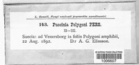 Uromyces polygoni-avicularis image